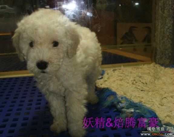 [ԭ��]���ֳԳԷ���