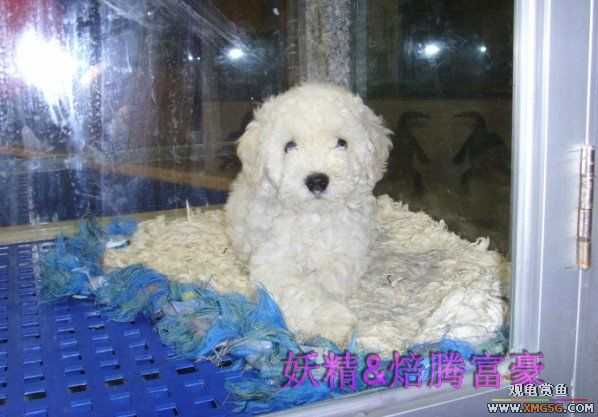 [ԭ��]���ֳԳԷ���