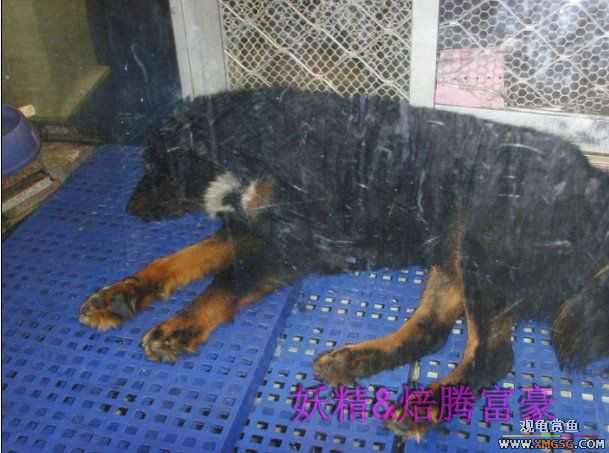 [ԭ��]���ֳԳԷ���