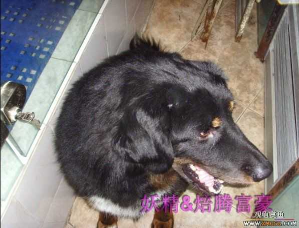 [ԭ��]���ֳԳԷ���