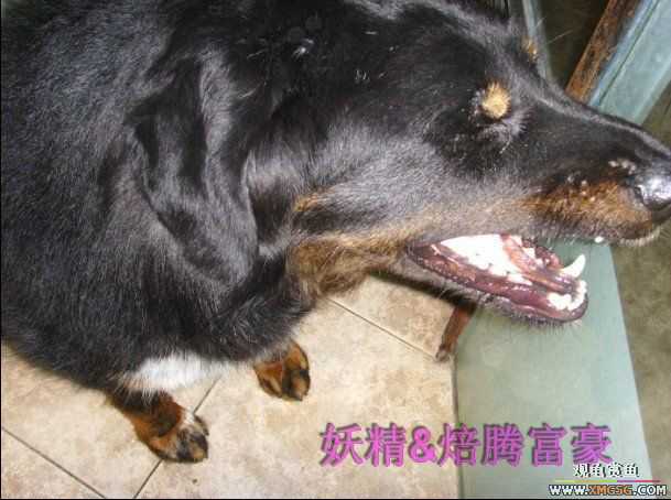 [ԭ��]���ֳԳԷ���