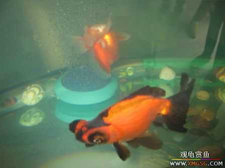 [ԭ��]��������