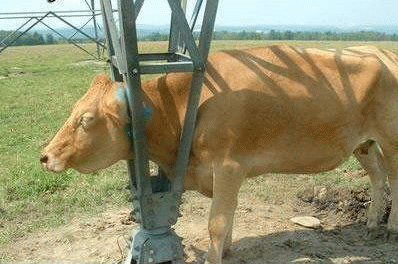 [��ˮ]ţ�����������ܲ��ȥ