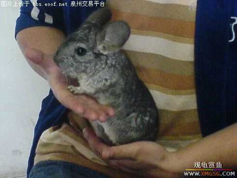 ���룺����ת����èһ��