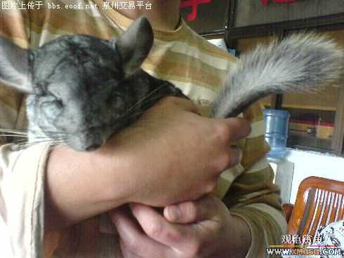 ���룺����ת����èһ��