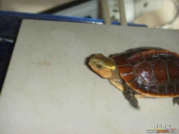 ���ְ��ջ�Ե!!!