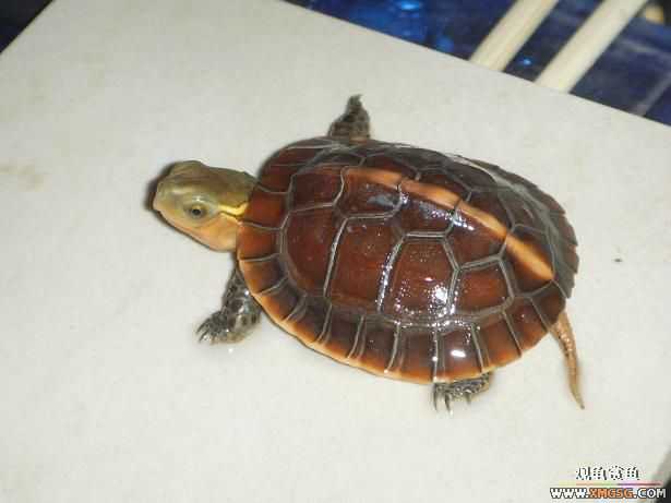 ���ְ��ջ�Ե!!!