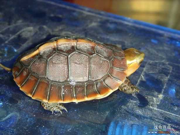 ���ְ��ջ�Ե!!!