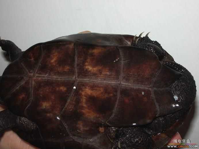 [�Ƽ�]�µ���ī,�ֿ����,�����ľ�......