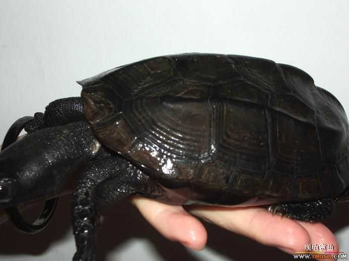 [�Ƽ�]�µ���ī,�ֿ����,�����ľ�......