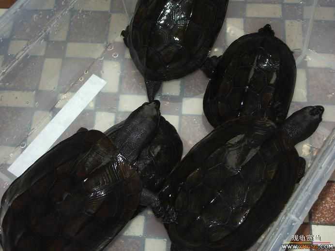 [�Ƽ�]�µ���ī,�ֿ����,�����ľ�......