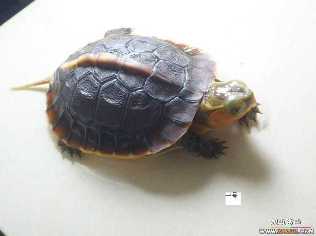 ���ϴ�æ,����һ�������Ǻ�!