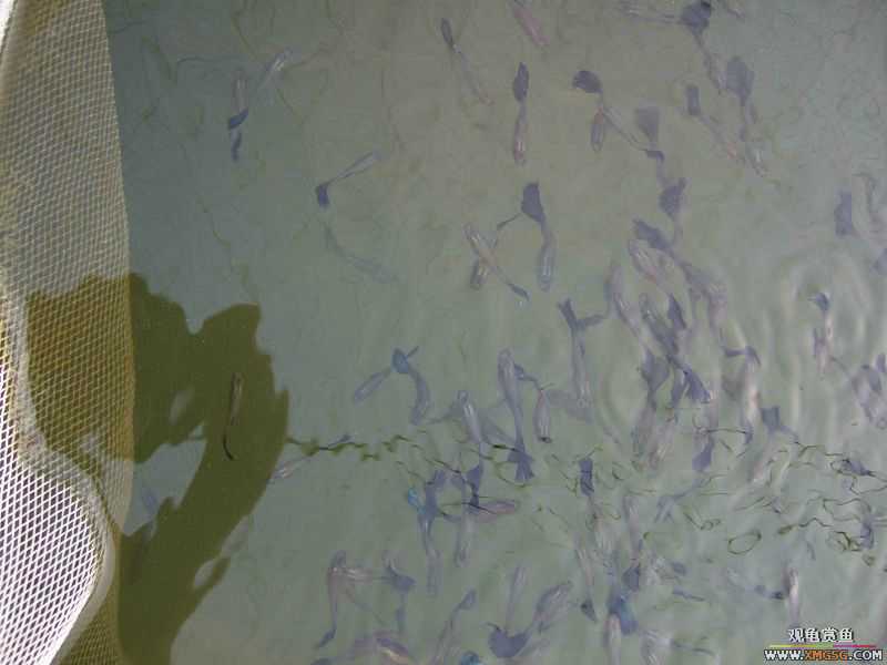 [����]���˽ڲ�����