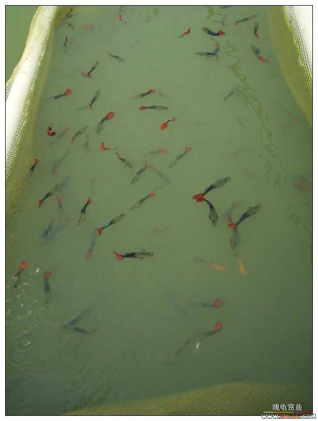 [����]���˽ڲ�����