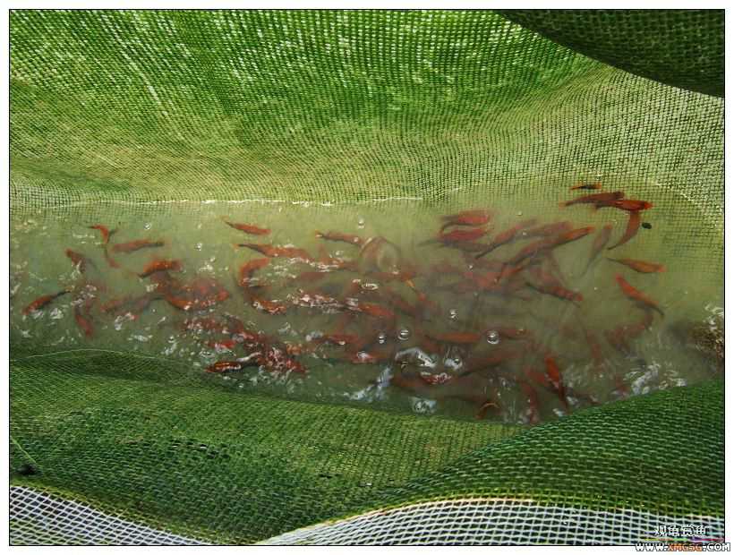 [����]���˽ڲ�����