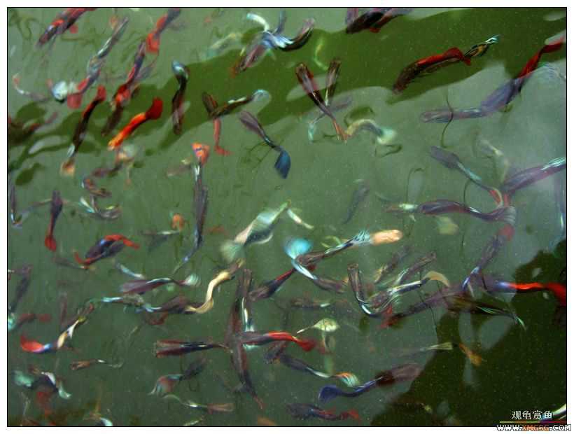 [����]���˽ڲ�����