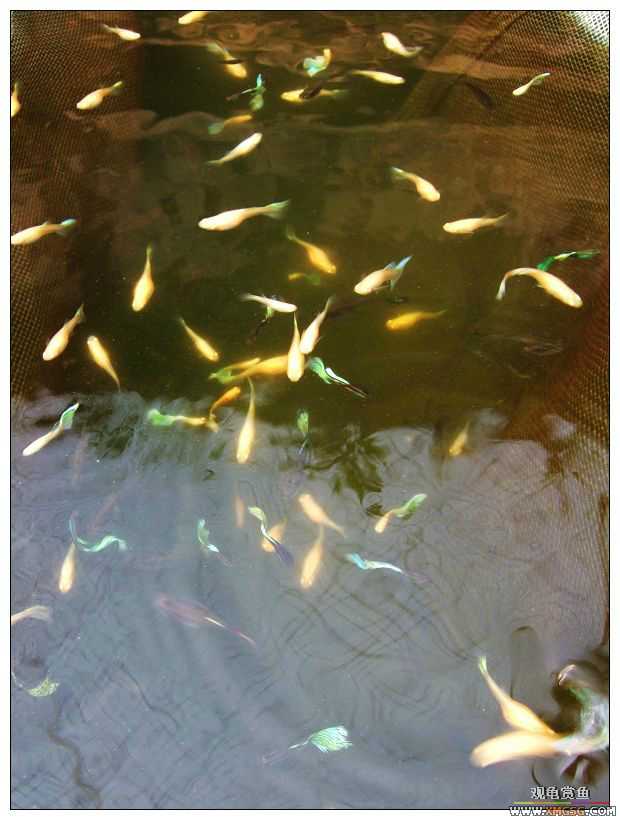 [����]���˽ڲ�����