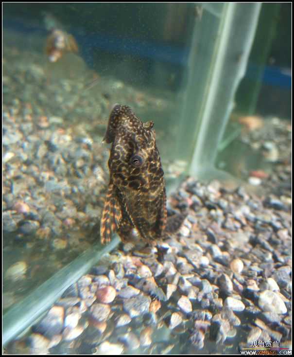 [����]���˽ڲ�����