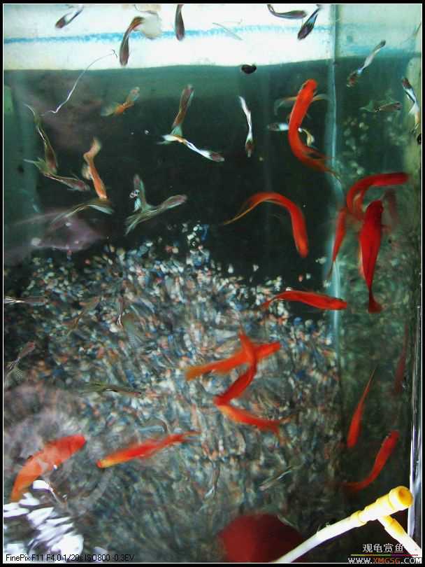 [����]���˽ڲ�����