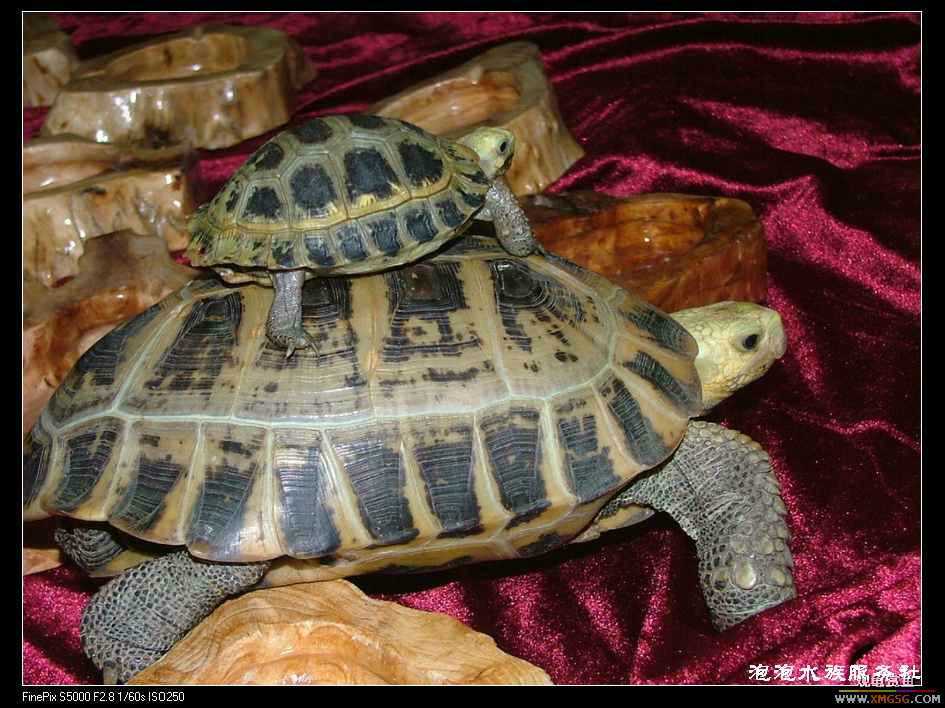 [���ݷ�����]����Ȼɼľ·��ʳ��