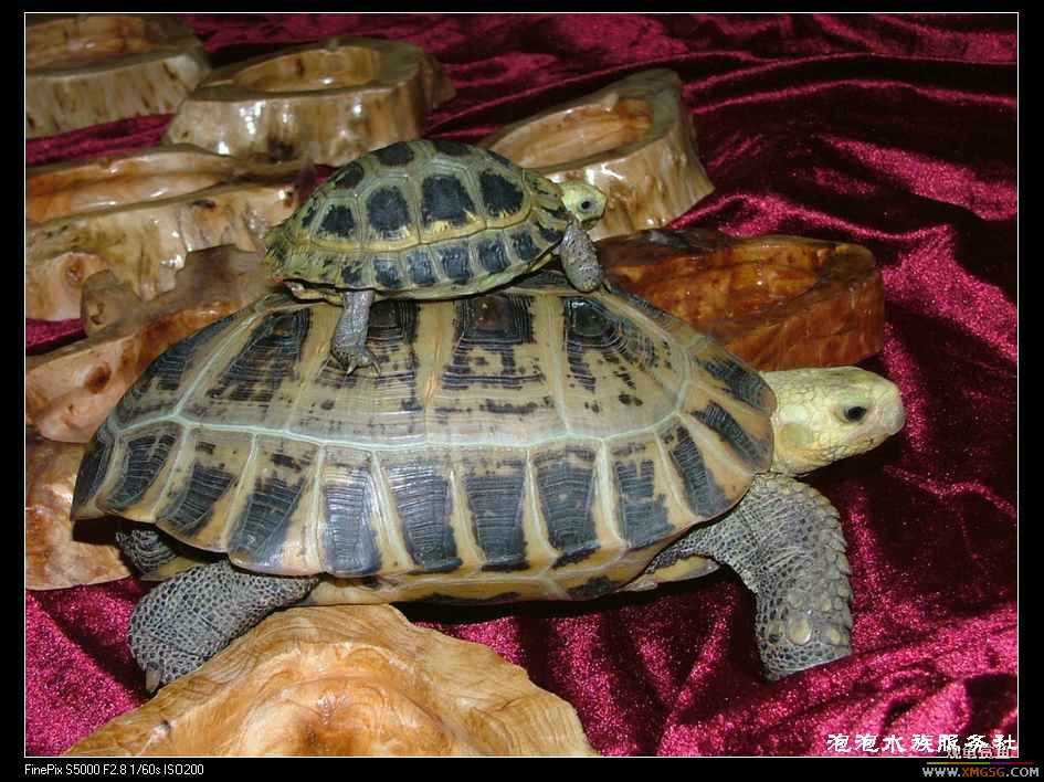 [���ݷ�����]����Ȼɼľ·��ʳ��