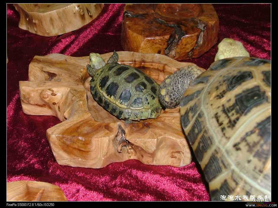 [���ݷ�����]����Ȼɼľ·��ʳ��