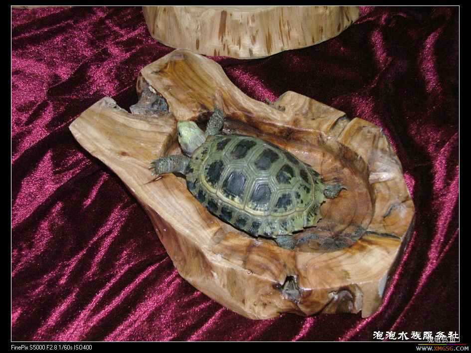 [���ݷ�����]����Ȼɼľ·��ʳ��