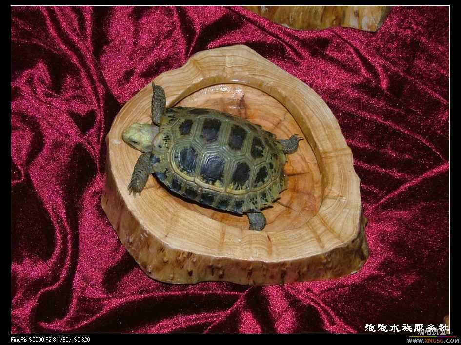 [���ݷ�����]����Ȼɼľ·��ʳ��