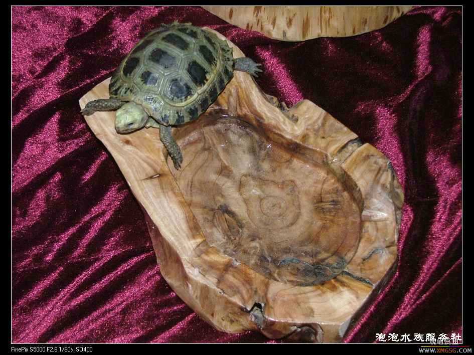 [���ݷ�����]����Ȼɼľ·��ʳ��