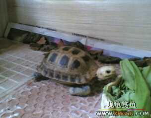 [ԭ��]���ű���תһС����(�ѳ�)