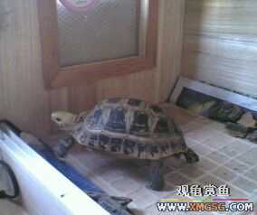 [ԭ��]���ű���תһС����(�ѳ�)