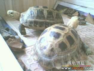 [ԭ��]���ű���תһС����(�ѳ�)