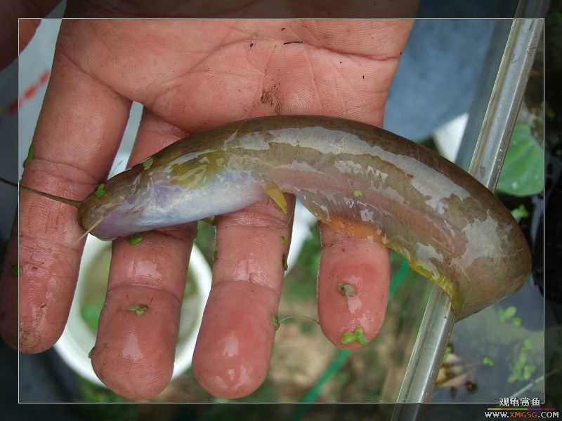 [����]���˽ڲ�����