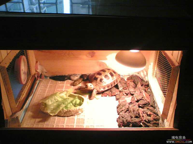 [ԭ��]���ű���תһС����