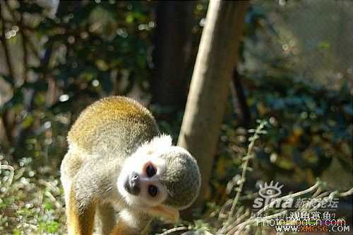 [ת��]��������(��ͼ����)