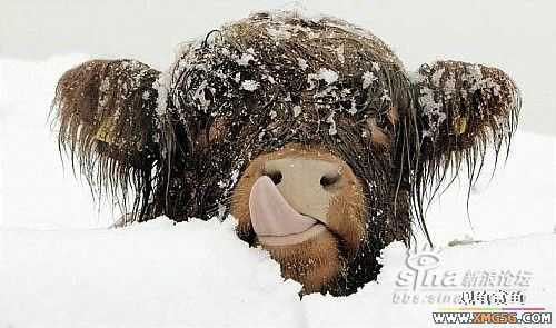 [ת��]��������(��ͼ����)