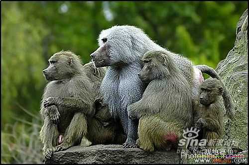 [ת��]��������(��ͼ����)