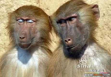 [ת��]��������(��ͼ����)