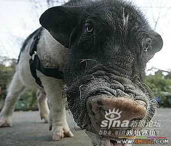 [ת��]��������(��ͼ����)