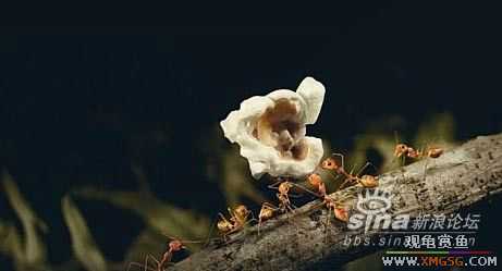 [ת��]��������(��ͼ����)