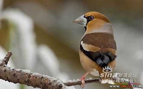 [ת��]��������(��ͼ����)