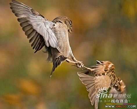 [ת��]��������(��ͼ����)