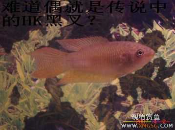 [����]���˽ڲ�����