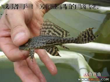 [����]���˽ڲ�����