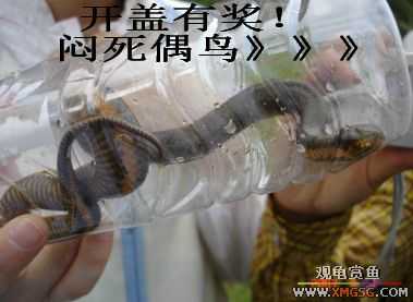 [����]���˽ڲ�����