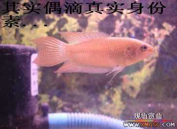 [����]���˽ڲ�����