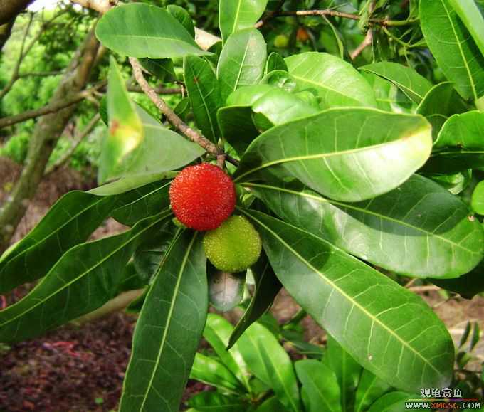 ��÷���ˣ�