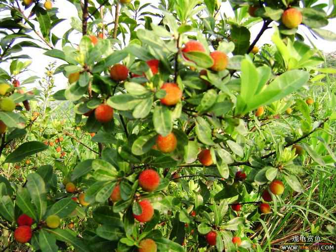 ��÷���ˣ�