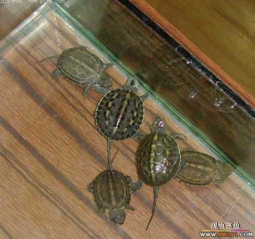 ���˱���