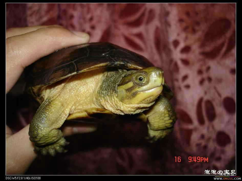 [��]=��=һ��ƺ�һ��